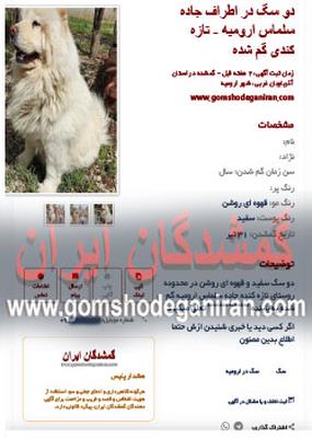 دو سگ سفید و قهوه ای روشن در محدوده جاده سلماس ارومیه پیدا شدن