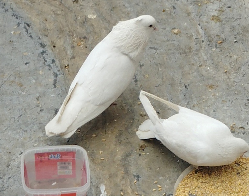 نر کاکلی سفید جوجه داره یه ناخن پاشم قطع شده