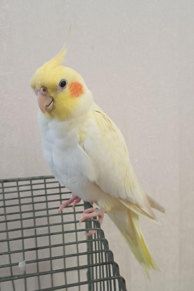 روستای چنار(شهرآباده فارس) عروس هلندی گم شده