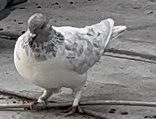 چند عدد کبوترگم شده درصورت گرفتن خبر بدین