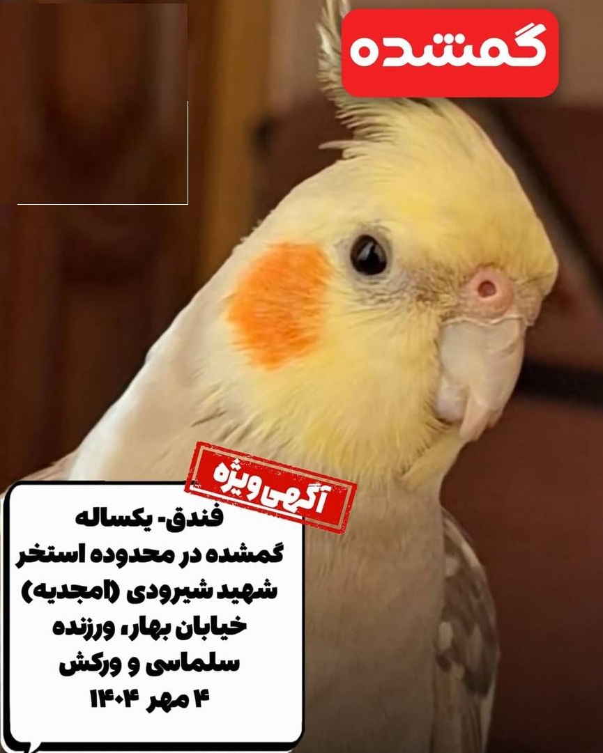 عروس هلندی اسمش فندوق محدوده استخر امجدیه تهران گمشده