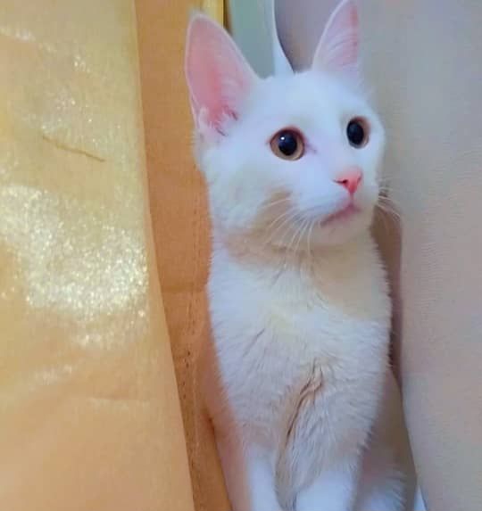 این گربه خیابانی محدوده نوبهار کرمانشاه گمشده