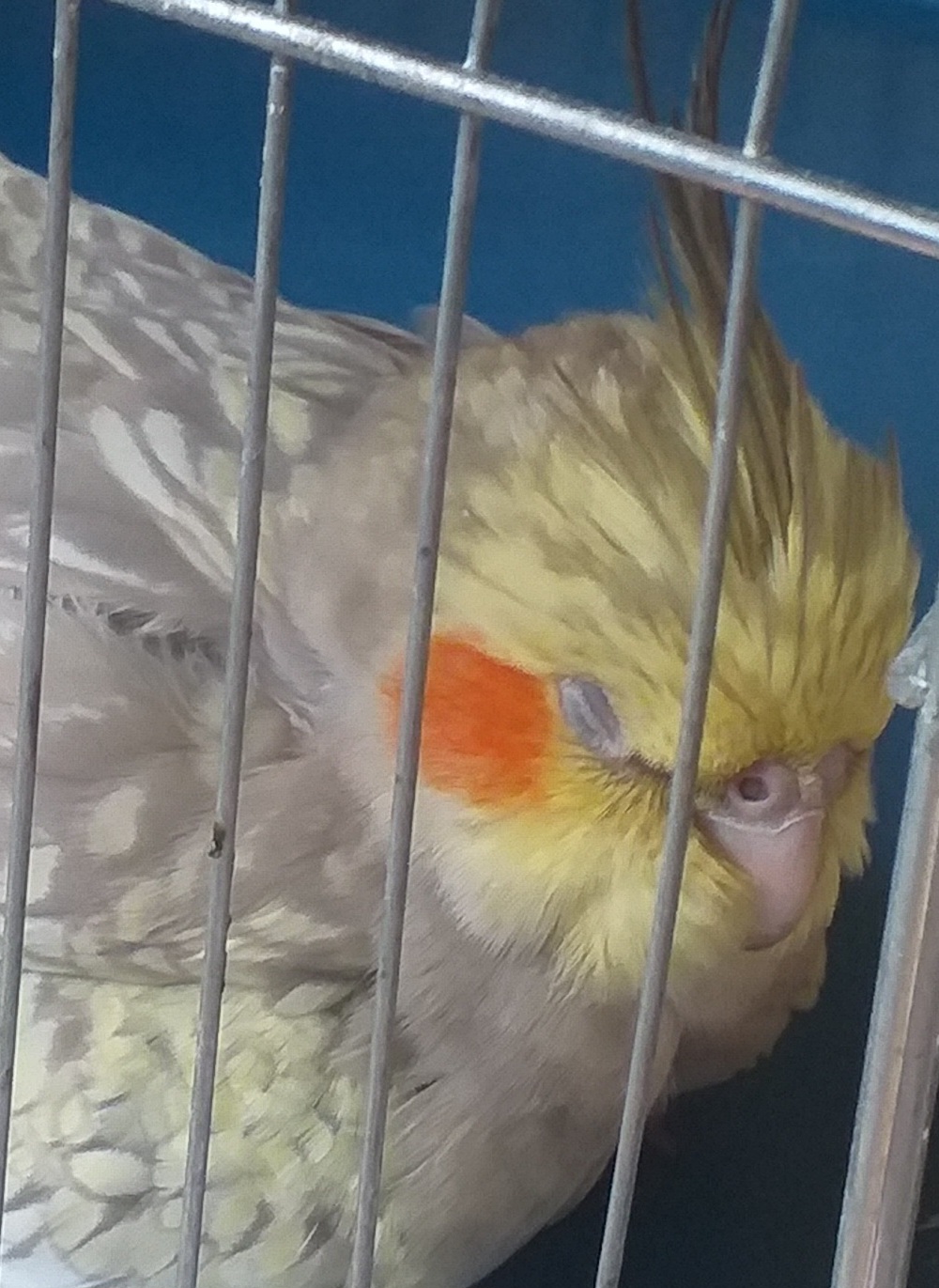 عروس هلندی در محدوده رزمندگان اصفهان گمشده