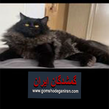گمشده گربه مشکیه موهاش بلنده تپلم هست
