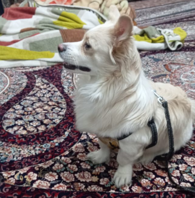 بندر امام خمینی زمینا عدالت پت(سگ) گمشده در آبادان