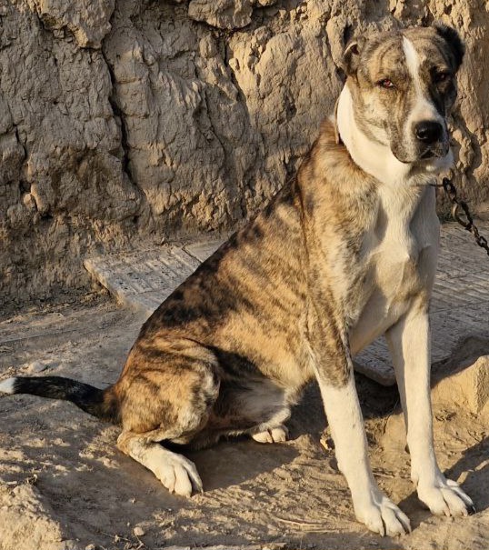 گمشده محدود چناران دیزج