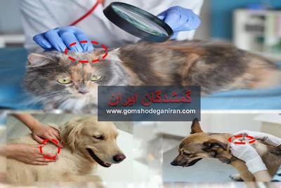 بیماری‌های پوستی سگ و گربه و دلایل، علائم و راه‌های پیشگیری و بررسی در گمشدگان ایران