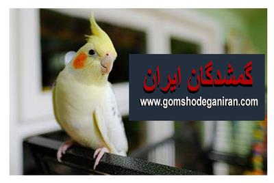 مکان مناسب برای نگهداری عروس هلندی و روش‌های پیدا کردن پرنده گمشده