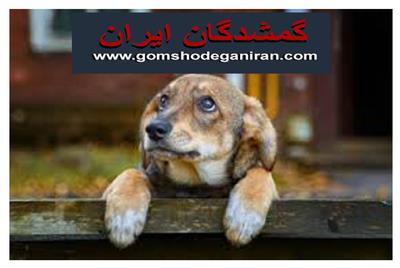 روش‌های مؤثر برای پیدا کردن حیوانات گمشده