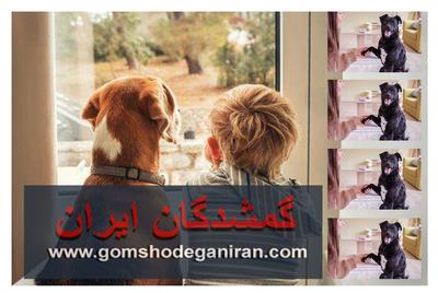 علائم وابستگی سگ به صاحب خود را با کمک سایت گمشدگان ایران بدانید