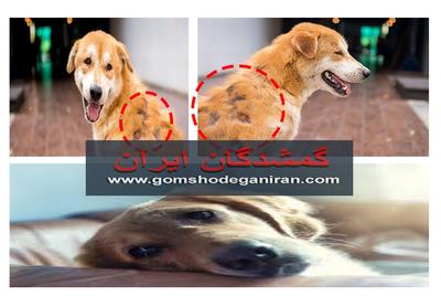 علت ریزش موی سگ و روش‌های درمان و پیشگیری