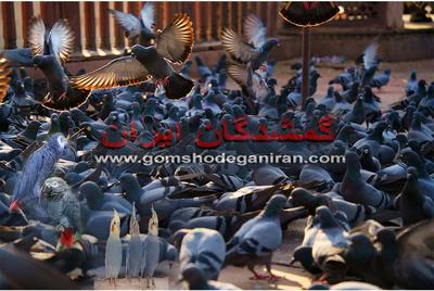 وقتی یک پرندهٔ خانگی گم می‌شود و داغی که فقط سرپرستش می‌فهمد