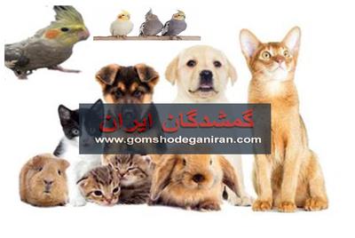 واگذاری رایگان حیوانات خانگی و آگهی حیوانات گمشده در سراسر کشور