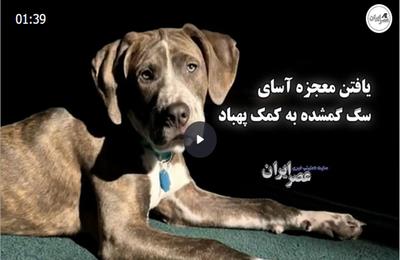 یافتن معجزه آسای سگ گمشده به کمک پهباد (فیلم) یافتن معجزه آسای سگ گمشده به کمک پهباد (فیلم)