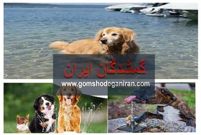 اهمیت آب آشامیدنی سالم برای پت‌ها (سگها و گربه ها)