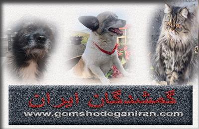 راهنمای کامل انتخاب اولین حیوان خانگی و۱۲ اشتباه رایج و روش‌های جلوگیری از آن‌ها
