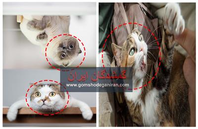 چرا گربه‌ها رفتارهای عجیب و ناگهانی دارند  از دلایل رفتاری و غریزی تا افزایش خطر گم‌شدن گربه‌ها