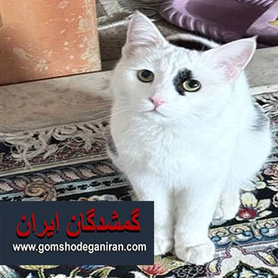 گربه گمشده محله ارغوان خمینی‌شهر