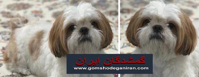 سگ شیتزو گمشده