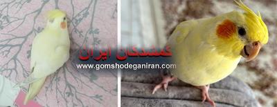 عروس هلندی گم شده اصفهان
