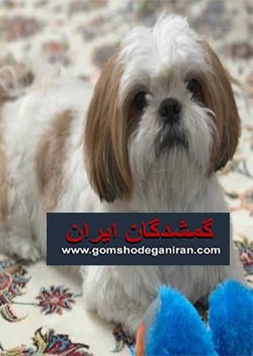 سگی با نژاد شیتزو گمشده