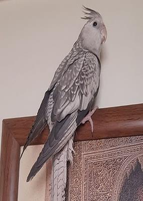 گمشده عروس هلندی وایت فیس مرواریدی