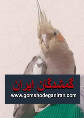 عروس هلندی اطراف آزادگان زنجان گمشده