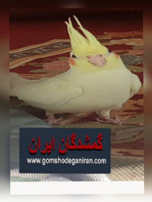 عروس هلندی گمشده اصفهان