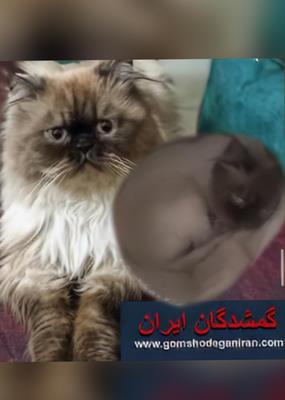 گربه گمشده پرشین بدون مو